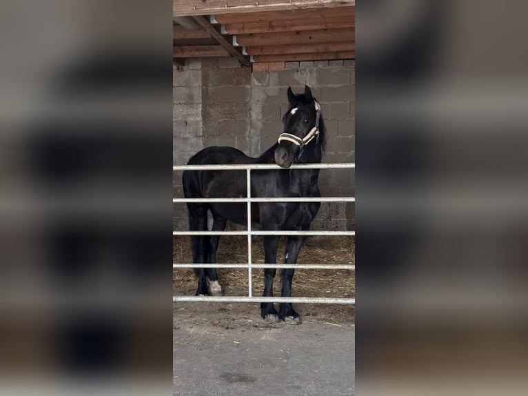 Welsh-D Stute 6 Jahre 147 cm Rappe in Hasel&#xFC;nne