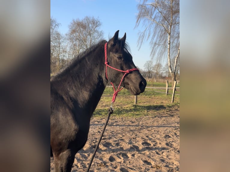 Welsh-D Stute 6 Jahre 147 cm Rappe in Hasel&#xFC;nne