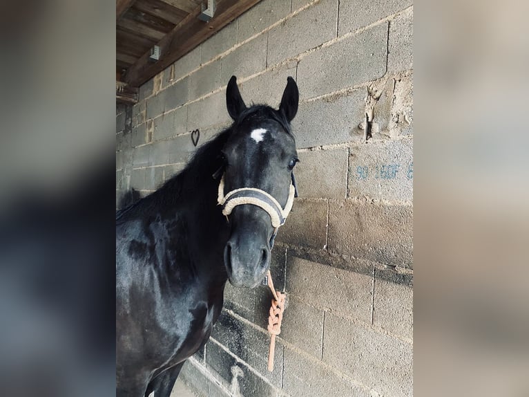Welsh-D Stute 6 Jahre 147 cm Rappe in Hasel&#xFC;nne