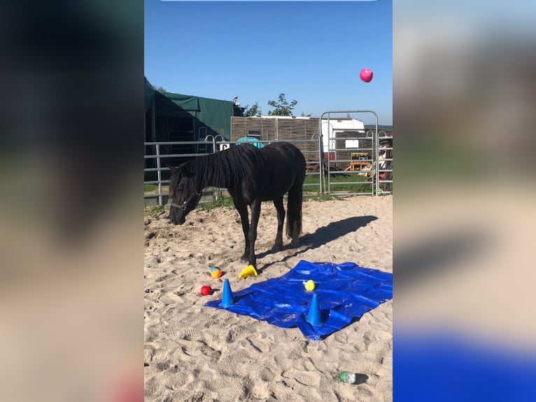 Welsh-D Stute 6 Jahre 152 cm Rappe in Spabr&#xFC;cken