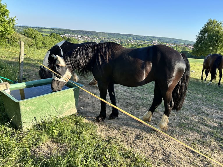 Welsh-D Stute 6 Jahre 152 cm Rappe in Spabr&#xFC;cken