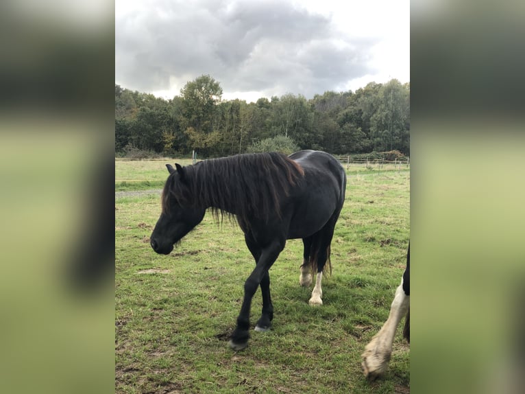 Welsh-D Stute 6 Jahre 152 cm Rappe in Spabr&#xFC;cken