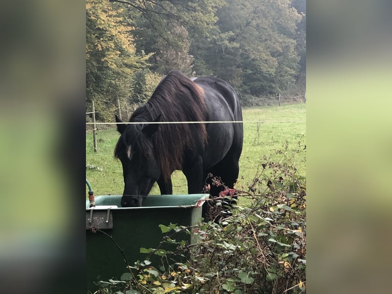 Welsh-D Stute 6 Jahre 152 cm Rappe in Spabr&#xFC;cken