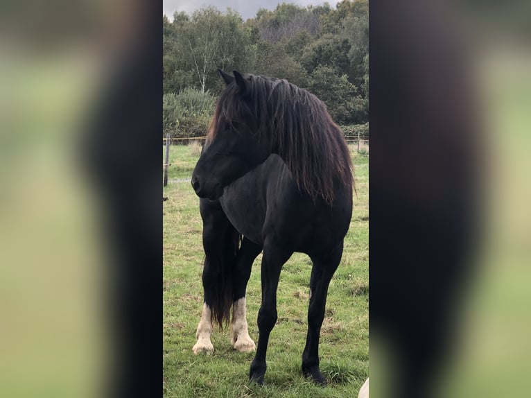 Welsh-D Stute 6 Jahre 152 cm Rappe in Spabr&#xFC;cken