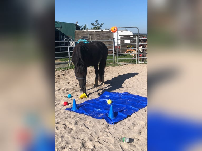 Welsh-D Stute 6 Jahre 152 cm Rappe in Spabr&#xFC;cken