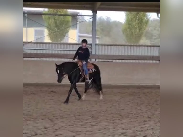 Welsh-D Stute 6 Jahre 152 cm Rappe in Spabr&#xFC;cken