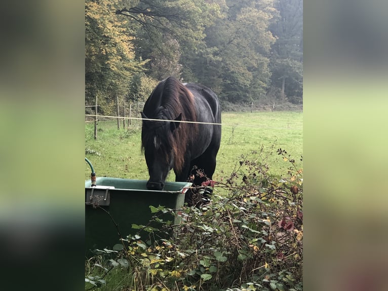 Welsh-D Stute 6 Jahre 152 cm Rappe in Spabr&#xFC;cken