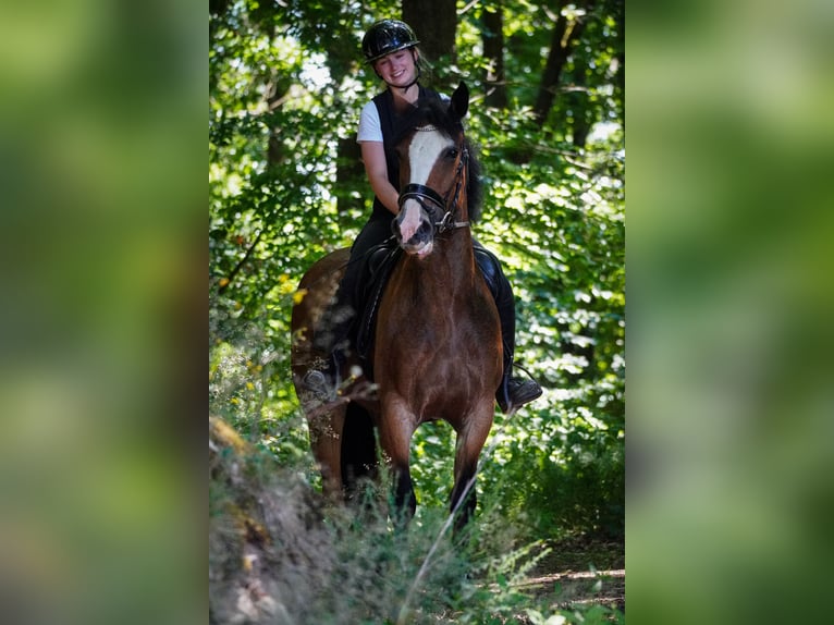 Welsh-D Mix Stute 6 Jahre 155 cm Brauner in Nettersheim