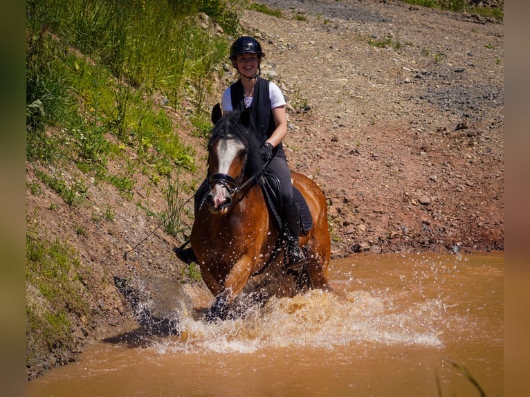 Welsh-D Mix Stute 6 Jahre 155 cm Brauner in Nettersheim