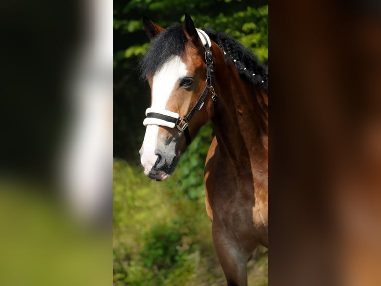 Welsh-D Mix Stute 6 Jahre 155 cm Brauner in Nettersheim