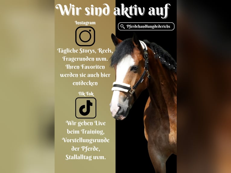 Welsh-D Mix Stute 6 Jahre 155 cm Brauner in Nettersheim