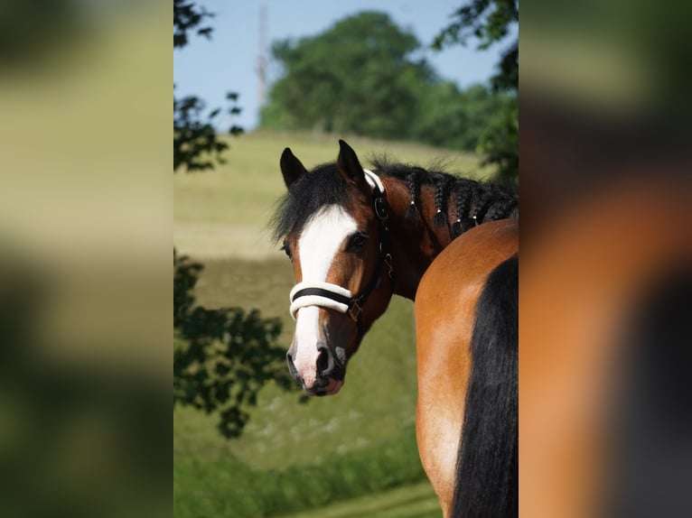 Welsh-D Mix Stute 6 Jahre 155 cm Brauner in Nettersheim