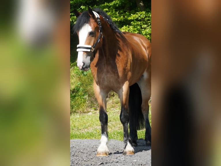 Welsh-D Mix Stute 6 Jahre 155 cm Brauner in Nettersheim