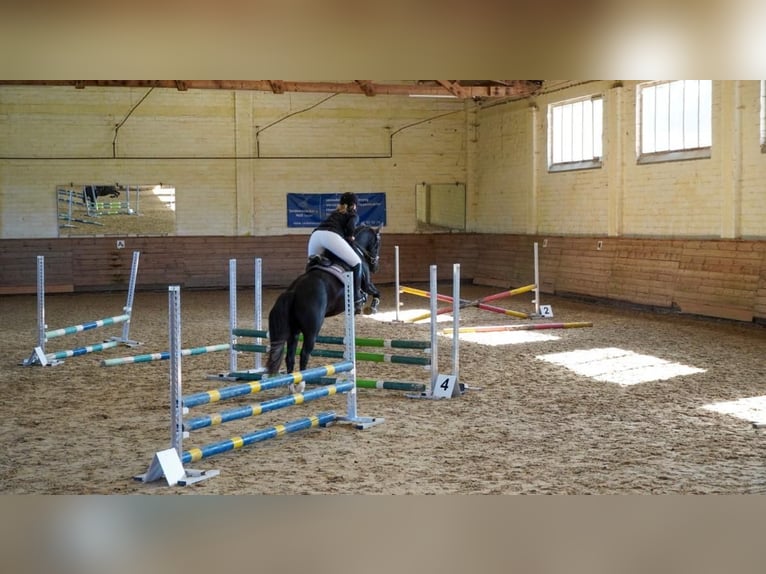 Welsh-D Stute 7 Jahre 147 cm Rappe in Morschen