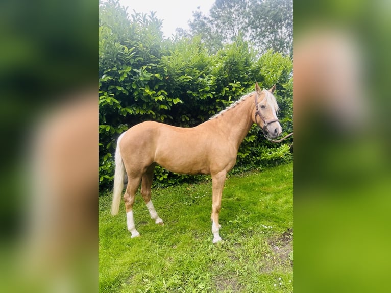 Welsh-D Stute 7 Jahre 148 cm Palomino in Makkum