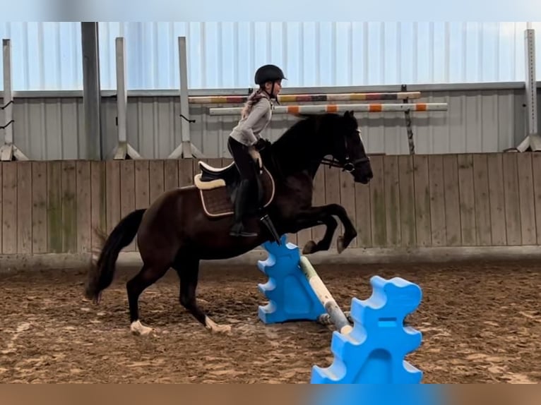 Welsh-D Stute 7 Jahre 148 cm Rappe in Morschen12500