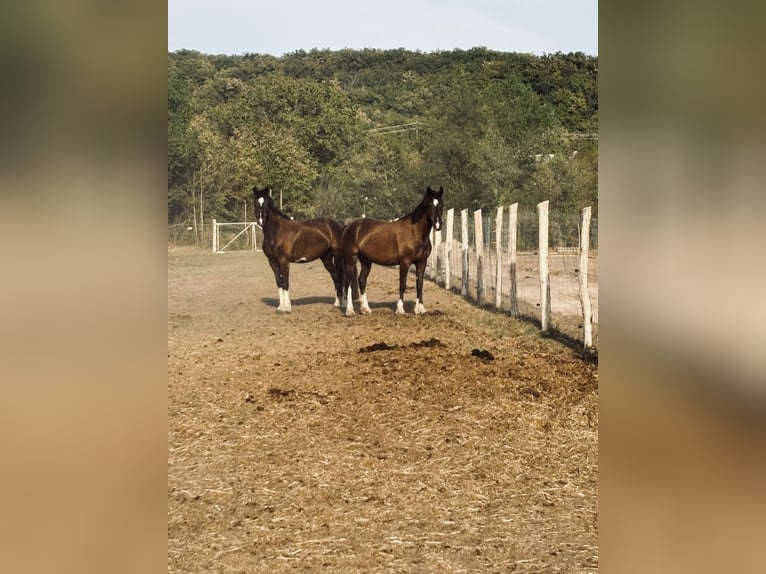 Welsh-D Stute 7 Jahre 149 cm Rappe in Pécs
