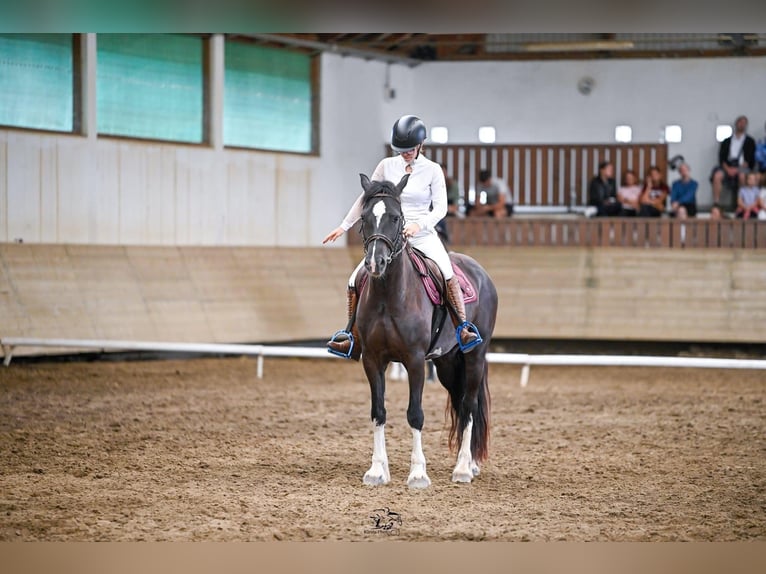 Welsh-D Stute 7 Jahre 149 cm Rappe in Pécs