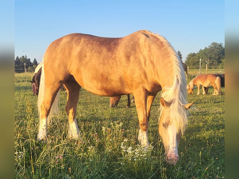 Welsh-D Stute 7 Jahre 150 cm Palomino in Weistrach