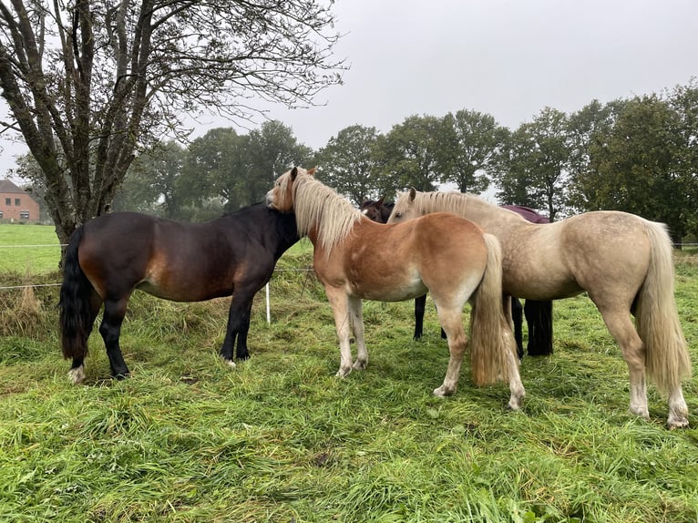 Welsh-D Stute 7 Jahre 152 cm in Glüsing