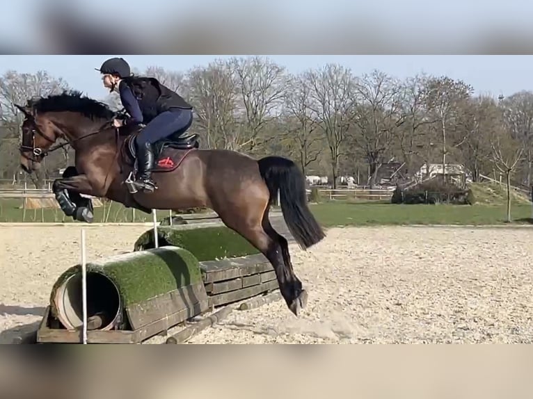 Welsh-D Stute 7 Jahre 153 cm Brauner in Aldeboarn