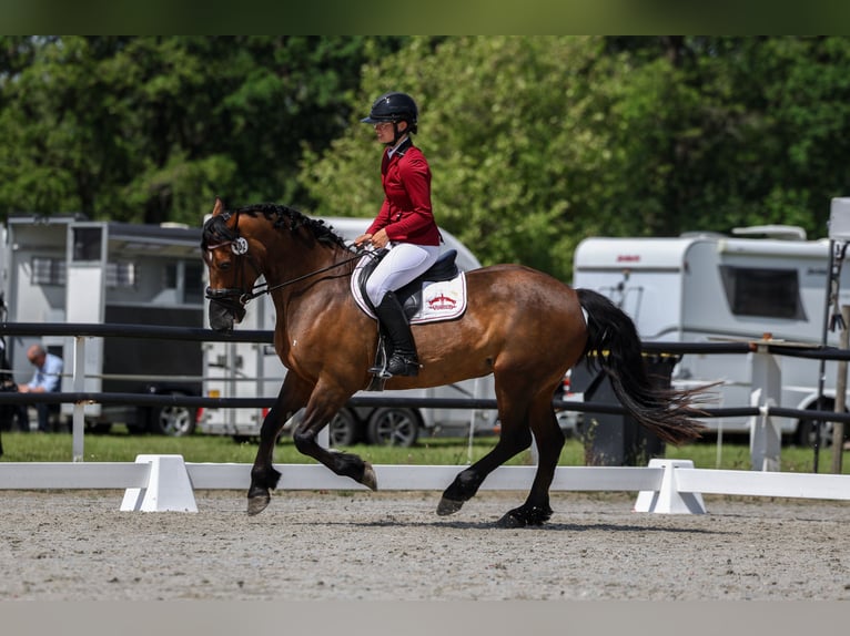 Welsh-D Stute 7 Jahre 153 cm Brauner in Aldeboarn