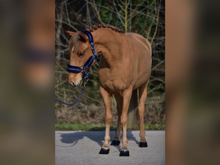 Welsh-D Stute 8 Jahre 146 cm Fuchs in Ammersbek