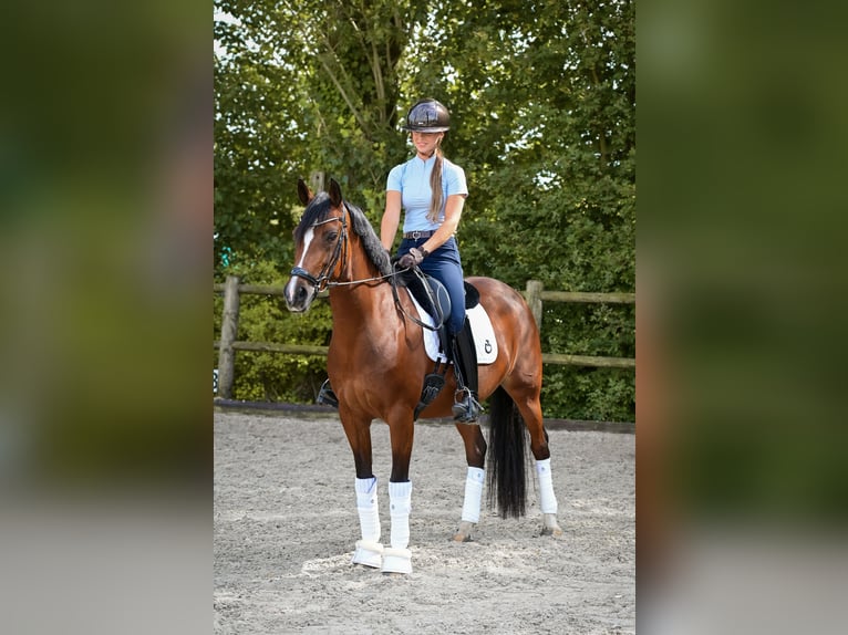Welsh-D Stute 8 Jahre 148 cm Brauner in Kockengen