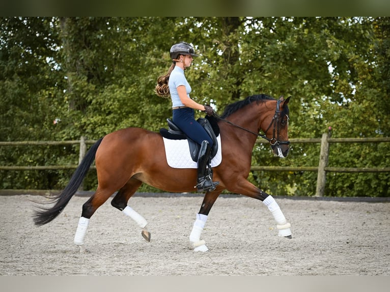 Welsh-D Stute 8 Jahre 148 cm Brauner in Kockengen