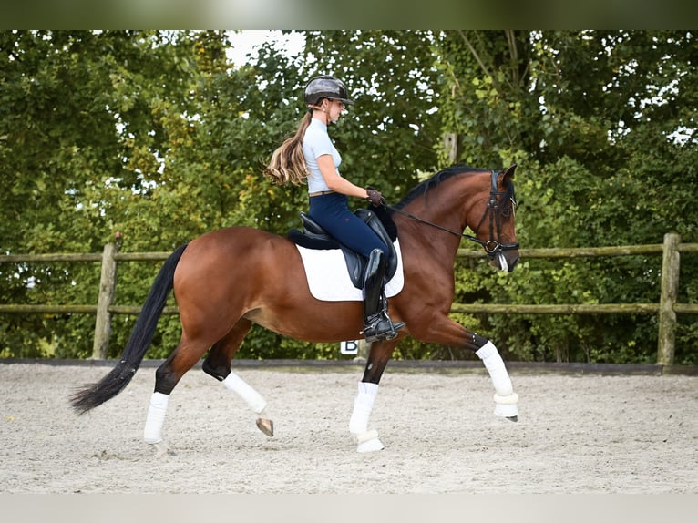 Welsh-D Stute 8 Jahre 148 cm Brauner in Kockengen
