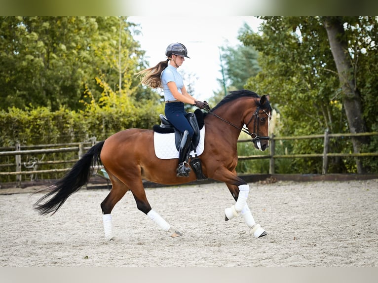Welsh-D Stute 8 Jahre 148 cm Brauner in Kockengen