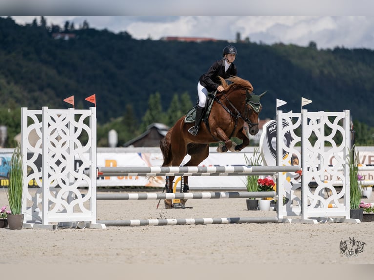 Welsh-D Stute 8 Jahre 148 cm Fuchs in Prag