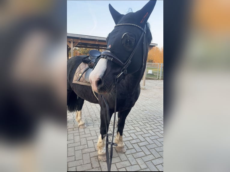 Welsh-D Stute 8 Jahre 155 cm Schwarzbrauner in Northeim