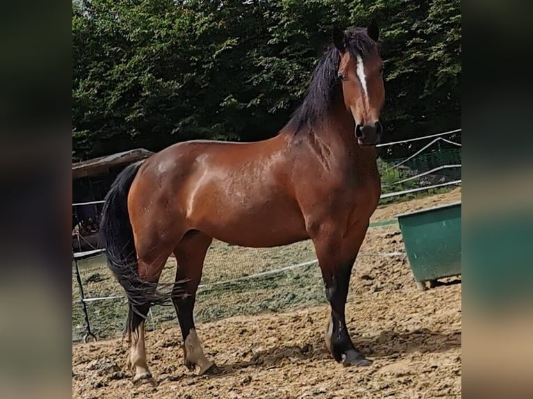 Welsh-D Stute 8 Jahre 156 cm Brauner in Visselhövede
