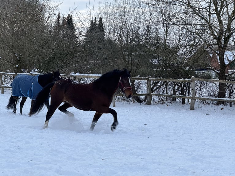 Welsh-D Stute 8 Jahre 156 cm Brauner in Visselhövede