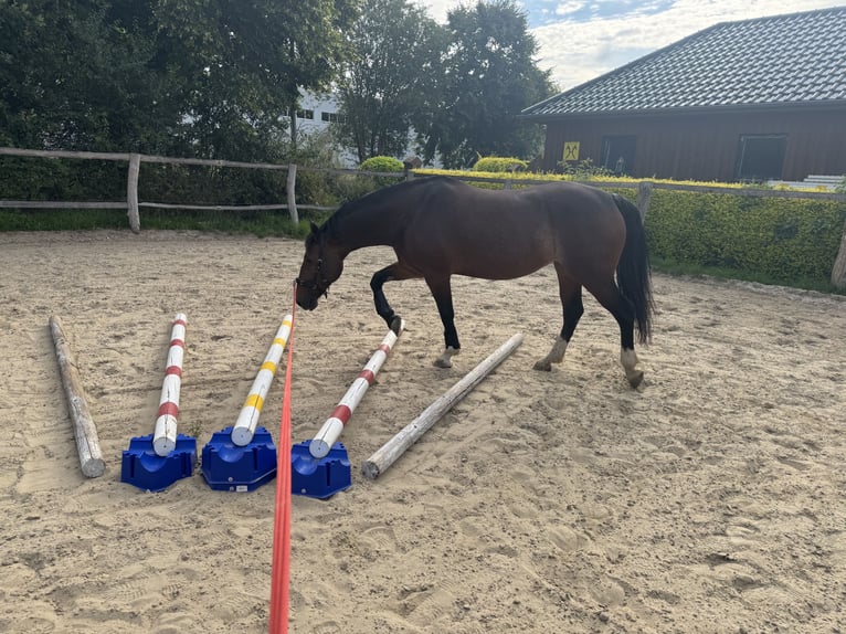 Welsh-D Stute 8 Jahre 156 cm Brauner in Visselhövede