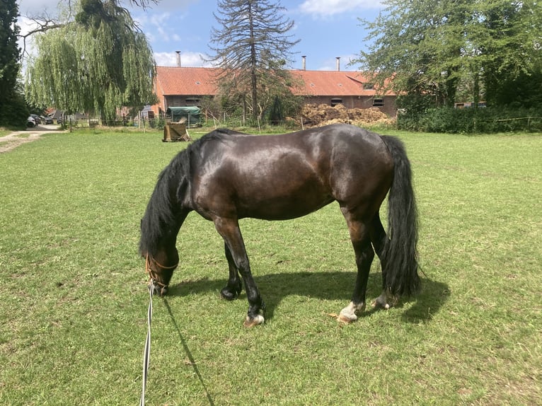 Welsh-D Stute 9 Jahre 150 cm Dunkelbrauner in Dettum