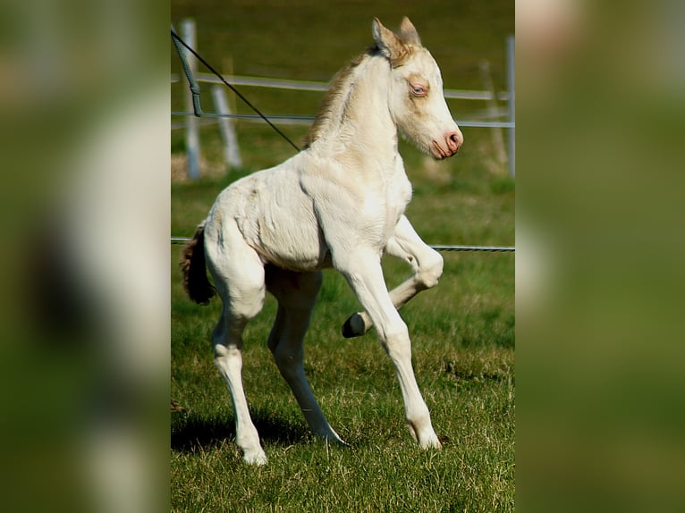 Welsh-D Stute Fohlen (04/2026) 146 cm Perlino in Friedland