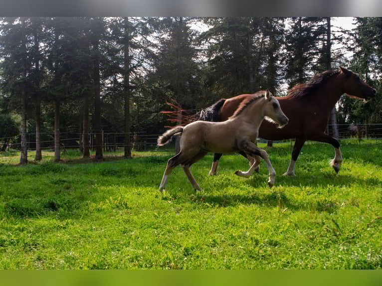 Welsh-D Stute Fohlen (06/2025) 150 cm Buckskin in Schleiden