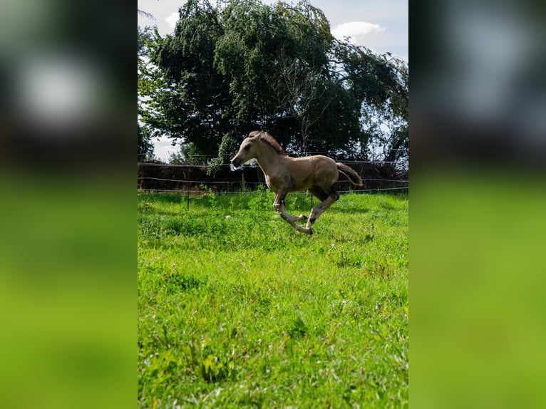 Welsh-D Stute Fohlen (06/2025) 150 cm Buckskin in Schleiden
