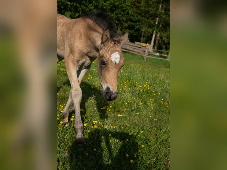 Welsh-D Stute Fohlen (05/2026) Buckskin in Aurich