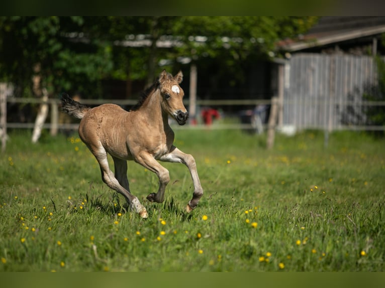 Welsh-D Stute Fohlen (05/2026) Buckskin in Aurich