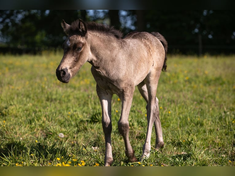 Welsh-D Stute Fohlen (05/2026) Buckskin in Aurich