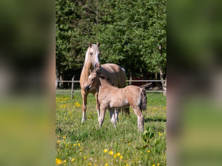 Welsh-D Stute Fohlen (05/2026) Buckskin in Aurich