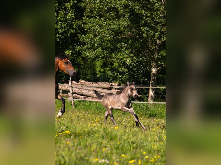 Welsh-D Stute Fohlen (05/2026) Buckskin in Aurich
