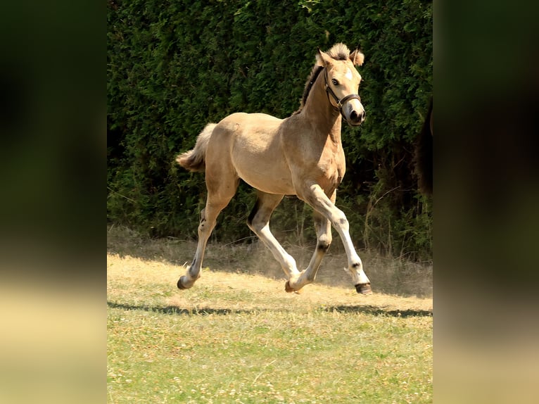 Welsh-D Stute Fohlen (04/2026) Buckskin in Meinhard