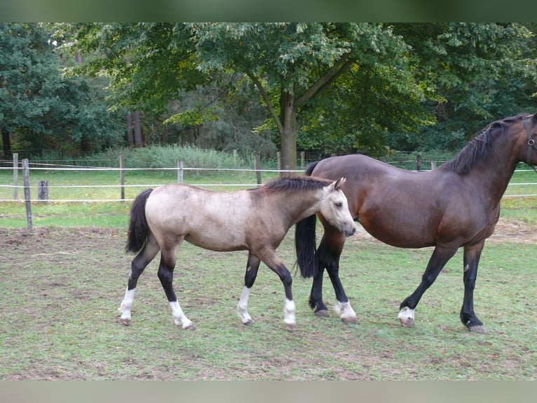 Welsh-D Stute Fohlen (04/2026) Buckskin in Geldern