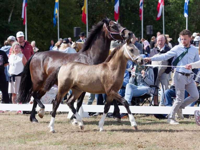 Welsh-D Stute Fohlen (04/2026) Buckskin in Geldern