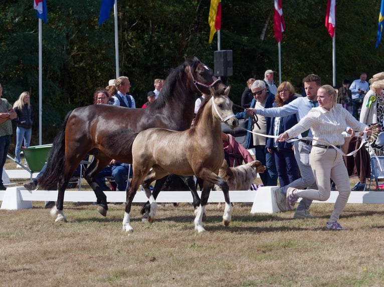 Welsh-D Stute Fohlen (04/2026) Buckskin in Geldern