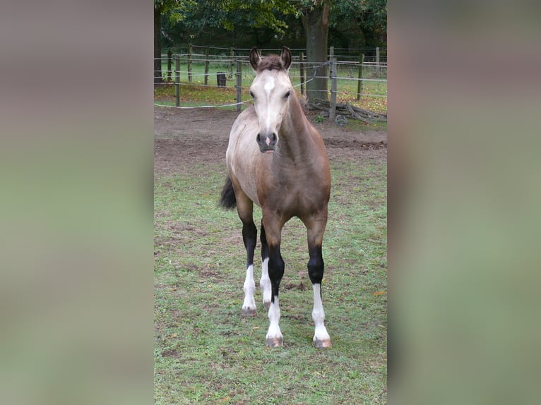 Welsh-D Stute Fohlen (04/2026) Buckskin in Geldern